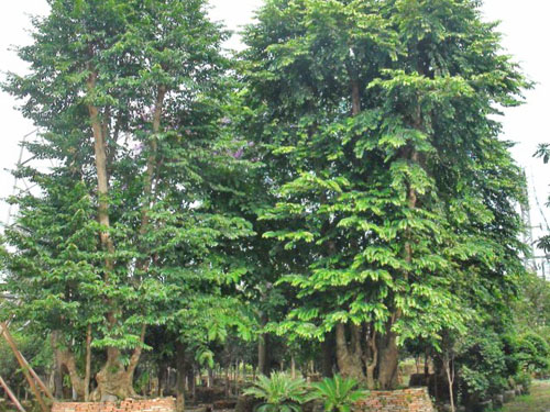 苑美园林苗木